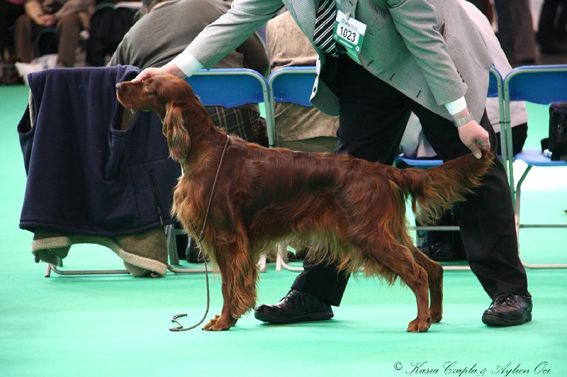 Crufts2011 628.jpg